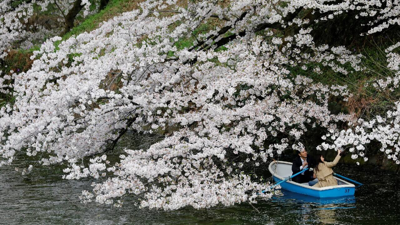 Visitors ride boats next to blooming cherry blossoms at Chidorigafuchi Park in Tokyo, Japan, March 27. (Image: Reuters)