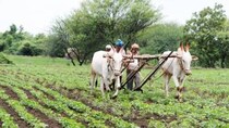 Renewed focus on agriculture sector in the Budget to support rural economy