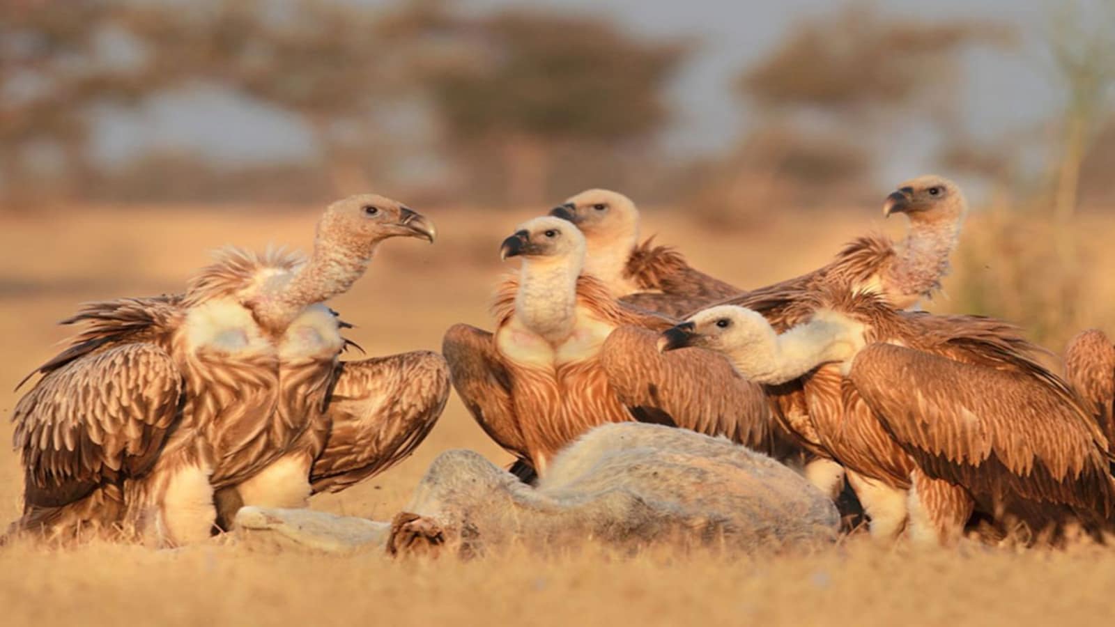 New book presents the rich biodiversity of Thar desert and threats to the landscape New book presents the rich biodiversity of Thar desert and threats to the landscape