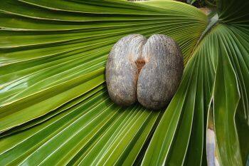 Female Coco De Mer nut. (Photo: Gerald Larose)
