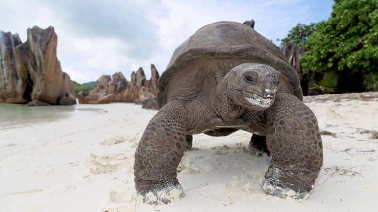 giant tortoises on the beautiful Curieuse Island