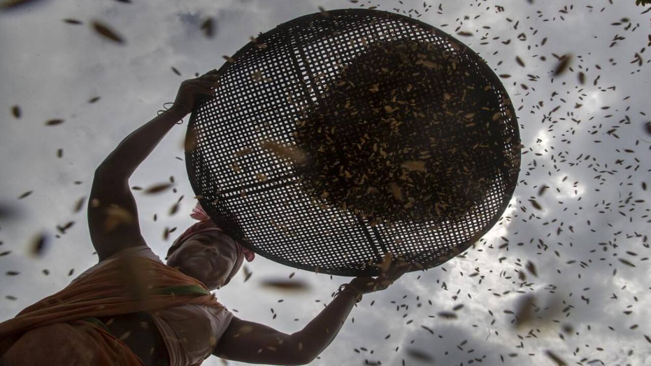 An Indian woman separates grain from the husk in a paddy field ​on the outskirts of Gauhati, India, Friday, May 28, 2021. (AP Photo/Anupam Nath)