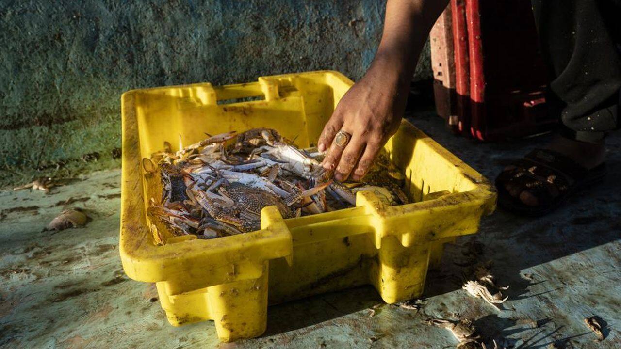 A fisherman sorts crabs on deck before delivering the haul to market after a limited number of boats were allowed to return to the sea following a cease-fire reached after an 11-day war between Hamas and Israel, in Gaza City, Sunday, May 23, 2021. (AP Photo/John Minchillo) A fisherman sorts crabs on deck before delivering the haul to market after a limited number of boats were allowed to return to the sea following a cease-fire reached after an 11-day war between Hamas and Israel, in Gaza City, Sunday, May 23, 2021. (AP Photo/John Minchillo)