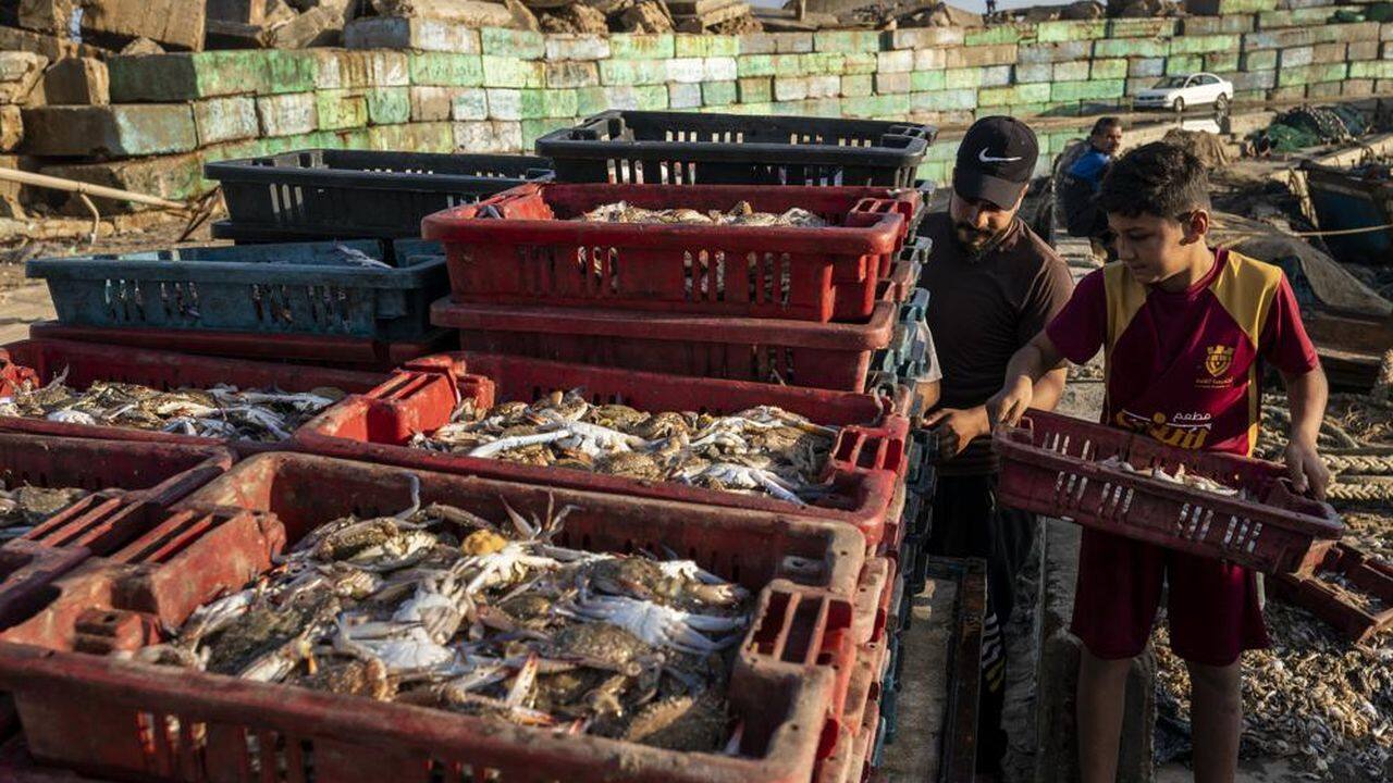 A young fisherman helps load a horse-drawn cart before delivering the haul to market after a limited number of boats were allowed to return to the sea following a cease-fire reached after an 11-day war between Hamas and Israel, in Gaza City, Sunday, May 23, 2021. (AP Photo/John Minchillo) A young fisherman helps load a horse-drawn cart before delivering the haul to market after a limited number of boats were allowed to return to the sea following a cease-fire reached after an 11-day war between Hamas and Israel, in Gaza City, Sunday, May 23, 2021. (AP Photo/John Minchillo)