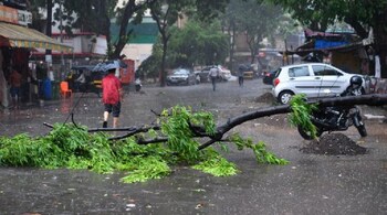 A man walks past a fallen tree on a street following heavy rains from Cyclone Tauktae in Mumbai. (Image: AFP)