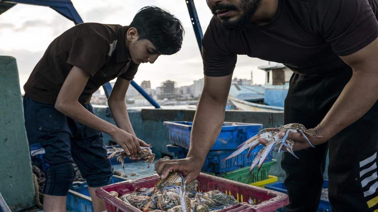 A young fisherman sorts crabs on deck before the haul was delivered to market, after a limited number of boats were allowed to return to the sea following a cease-fire reached after an 11-day war between Hamas and Israel, in Gaza City, Sunday, May 23, 2021. (AP Photo/John Minchillo) A young fisherman sorts crabs on deck before the haul was delivered to market, after a limited number of boats were allowed to return to the sea following a cease-fire reached after an 11-day war between Hamas and Israel, in Gaza City, Sunday, May 23, 2021. (AP Photo/John Minchillo)
