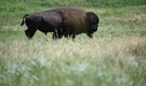 Drunk man arrested for kicking bison at Yellowstone National Park in US