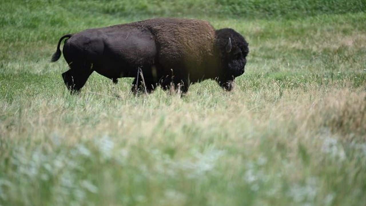 Drunk man arrested for kicking bison at Yellowstone National Park in US - Vimarsana News