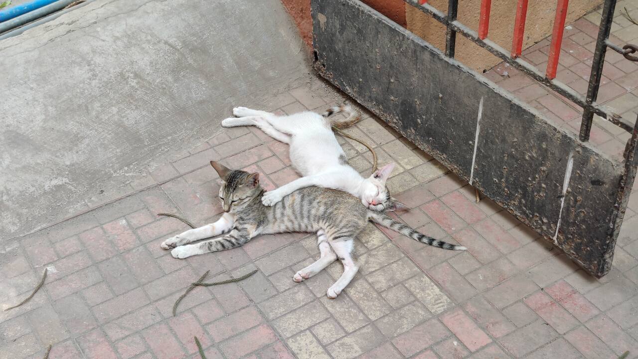 In terms of video, the OnePlus 9 Pro can record 8K video at 30fps and 4K video at up to 120fps. The phone also features slow-motion, hyper-lapse, and a standard video mode with other resolutions and frame rates. OnePlus did an excellent job with video in 4K resolution with detailed footage and accurate colours. Focus and white balance was also on point for the most part. Stabilization and microphone quality were excellent for the most part. You also get Nightscape Video, Portrait Video, and focus tracking. Overall, the video quality is good across the board, but what was more impressive was the options available at your disposal. 