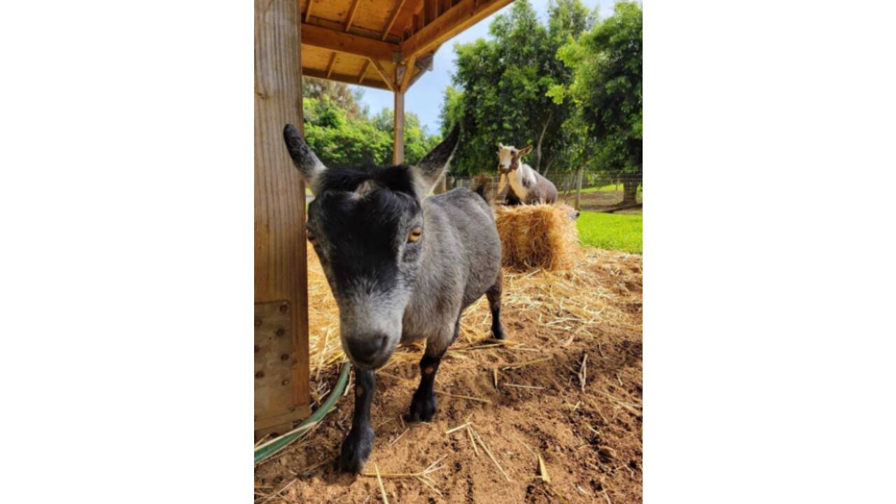 Meme-fest on Facebook as Mark Zuckerberg shares pic of pet goat named ‘Bitcoin’ Meme-fest on Facebook as Mark Zuckerberg shares pic of pet goat named ‘Bitcoin’