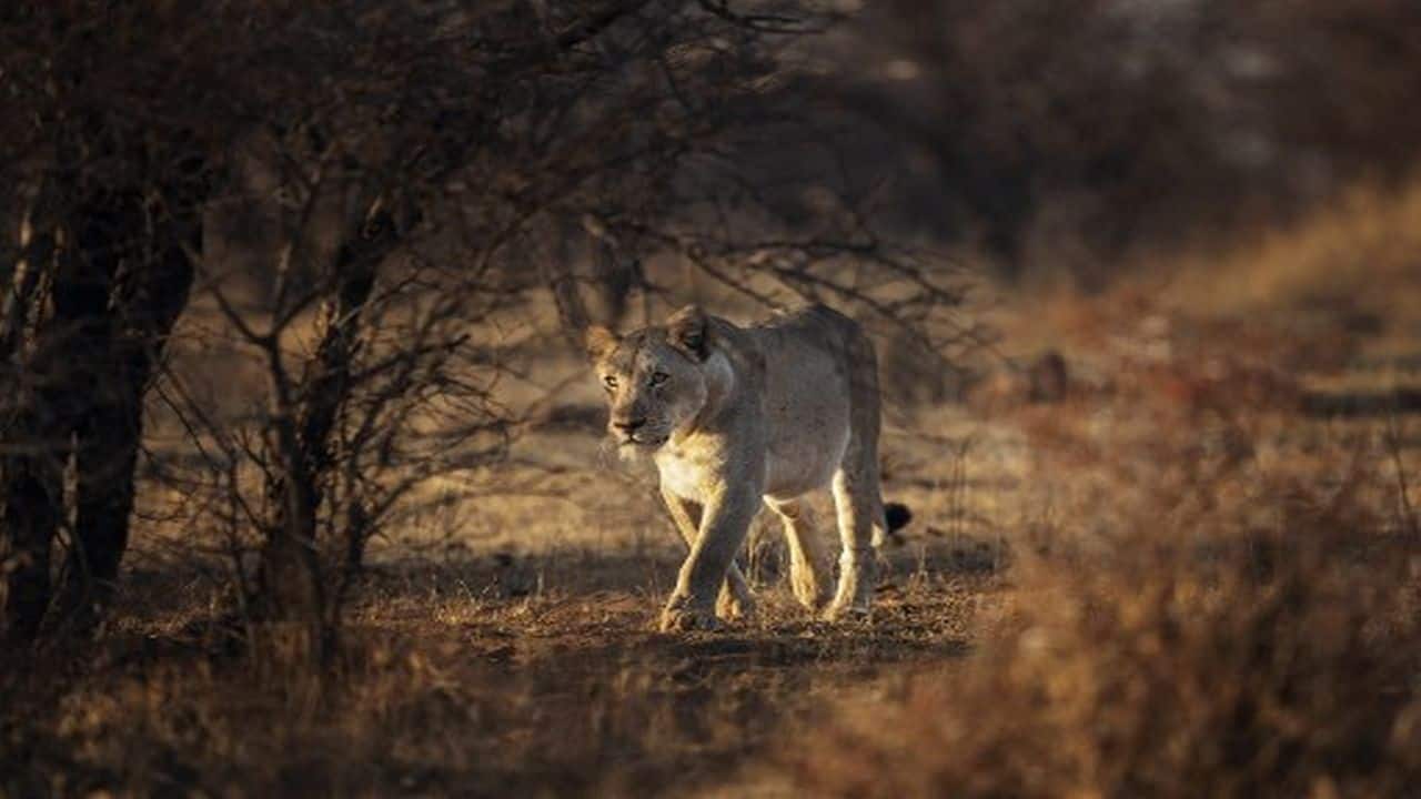 The South African lion. South Africa is the only place in the world where wildlife-lovers can see not just the Big 5 but also the Big 7. (Photo: AFP)