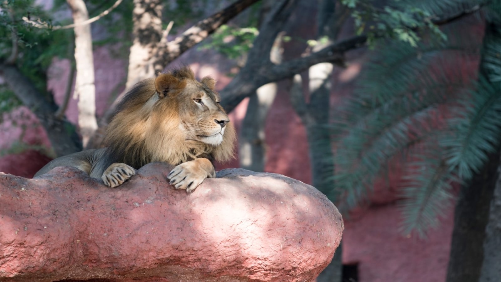 COVID-19 in animals | Eight lions in Hyderabad zoo test positive, first such case in India COVID-19 in animals | Eight lions in Hyderabad zoo test positive, first such case in India