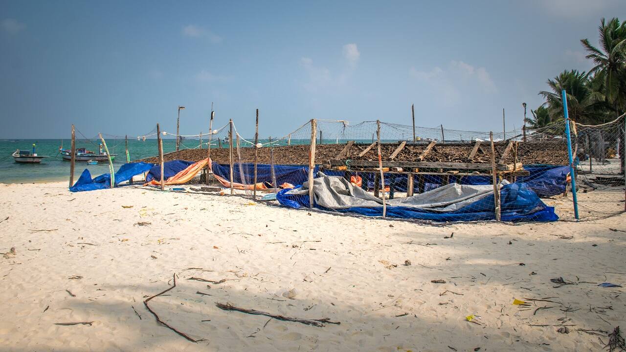 Fish being dried along the beach front (Image: sixpixx/Shutterstock)
