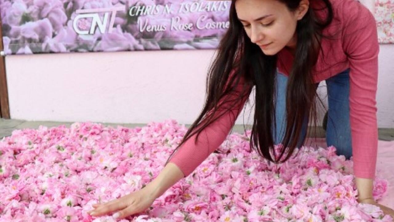 For more than seven decades, the Tsolakis family have cultivated the pink rose of Syrian origin they say first cropped up mysteriously at the foot of the village church. From the precious harvest, they extract rose water and oils used in cooking and cosmetics. &quot;We need around 400 roses, flowers, in order to make one kilo (two pounds) of roses (petals). And from that kilo, we will produce two litres of rose water,&quot; said 31-year-old Andria. (Image: AFP)