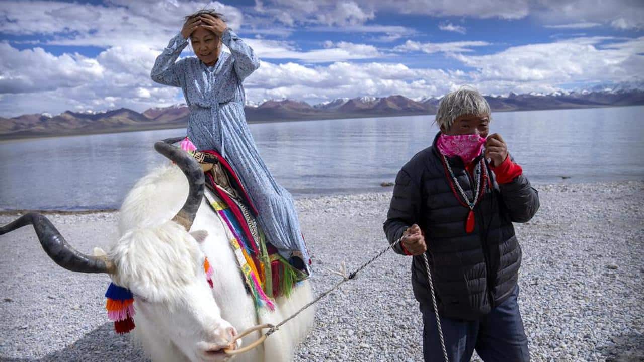 A Chinese tourist gets ready to pose for a photo atop a white yak being led by a Tibetan man in Namtso in western China's Tibet Autonomous Region, Wednesday, June 2, 2021. Tourism is booming in Tibet as more Chinese travel in-country because of the coronavirus pandemic, posing risks to the region's fragile environment and historic sites. (AP Photo/Mark Schiefelbein) A Chinese tourist gets ready to pose for a photo atop a white yak being led by a Tibetan man in Namtso in western China's Tibet Autonomous Region, Wednesday, June 2, 2021. Tourism is booming in Tibet as more Chinese travel in-country because of the coronavirus pandemic, posing risks to the region's fragile environment and historic sites. (AP Photo/Mark Schiefelbein)