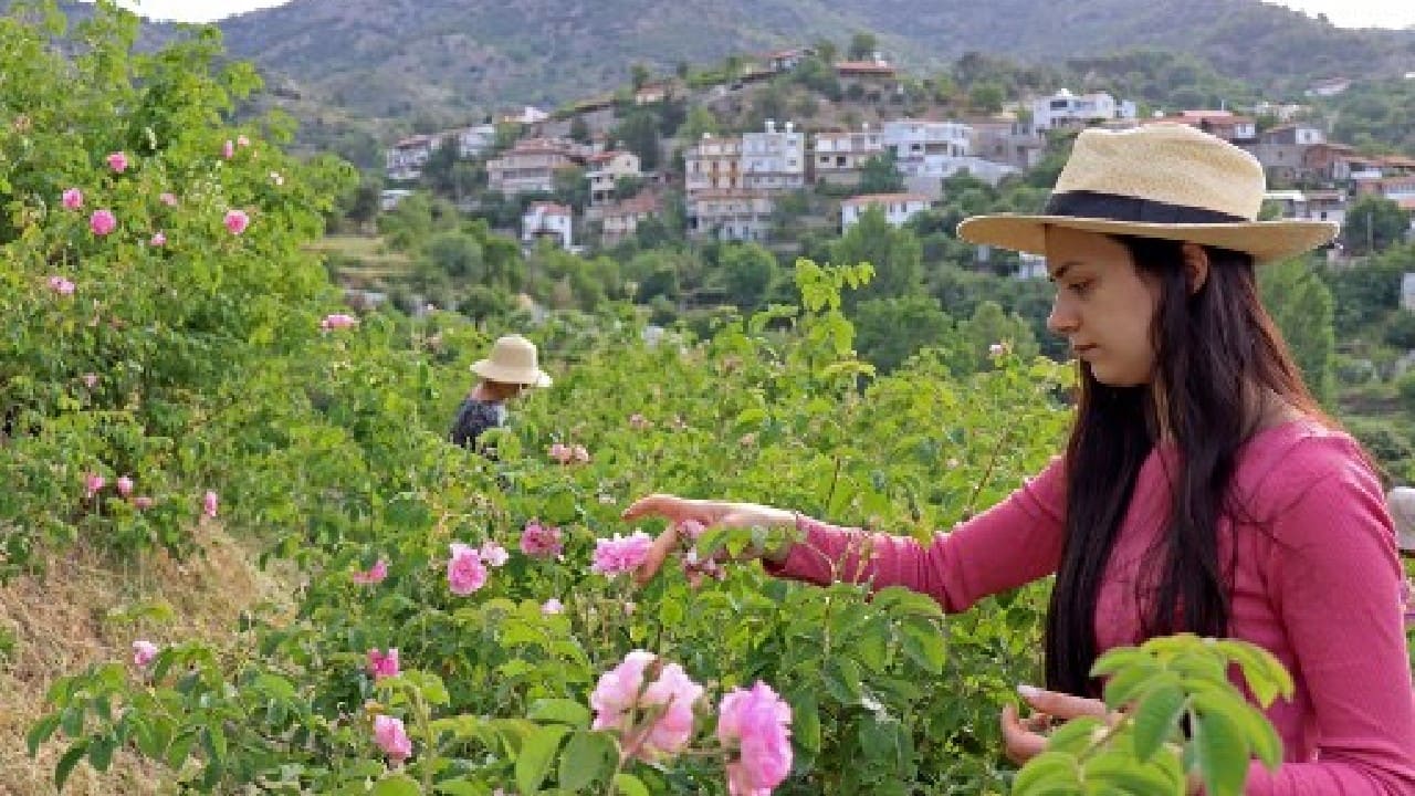From sunrise in the village of Agros, 1,100 metres (3,600 feet) above sea level in the Troodos mountain range, Andria Tsolakis, her younger sister Elena and their mother Maria busy themselves among their rose bushes. (Image: AFP)