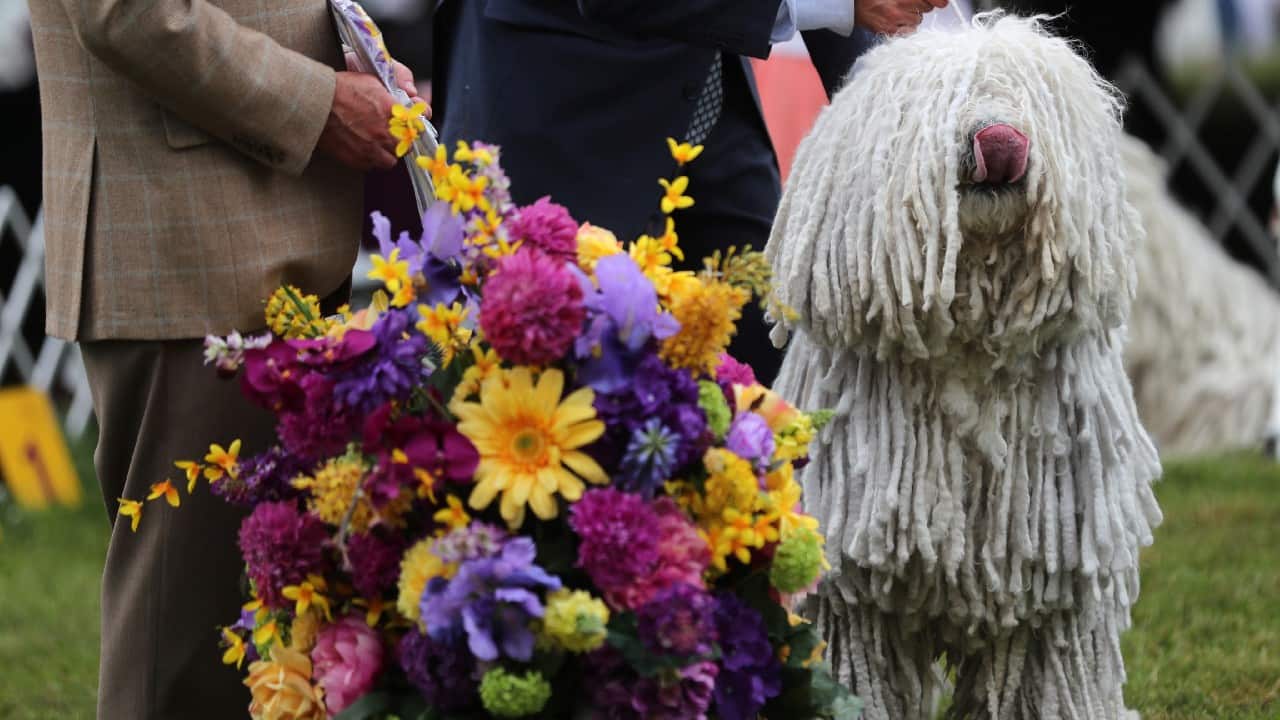 Wasabi and Bourbon beat out thousands of other dogs to win Best in Show at the American Kennel Club National Championship in 2019 and 2020 respectively. (Image: Reuters)