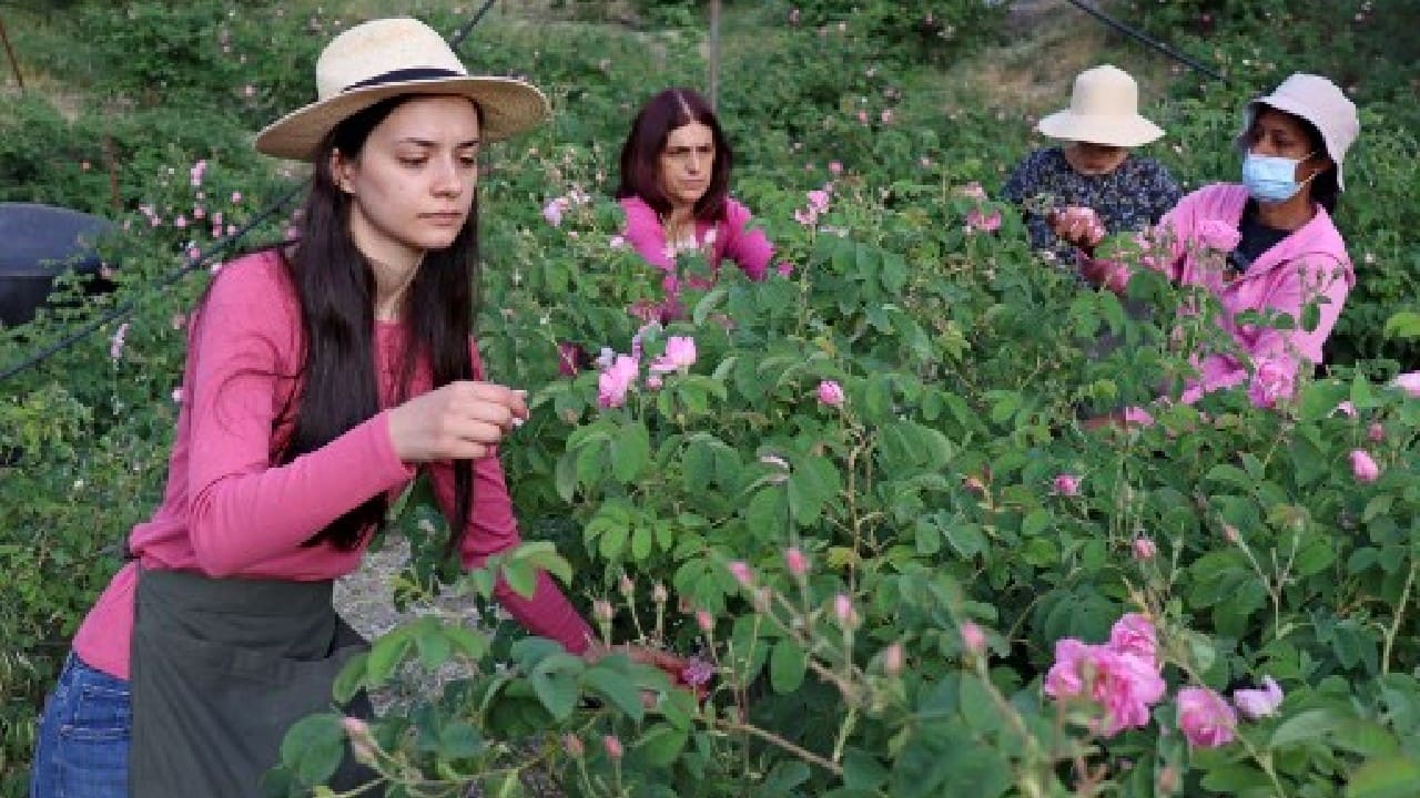 In the crisp morning air, they gather the Damask roses for which Agros and the family are famed. (Image: AFP)