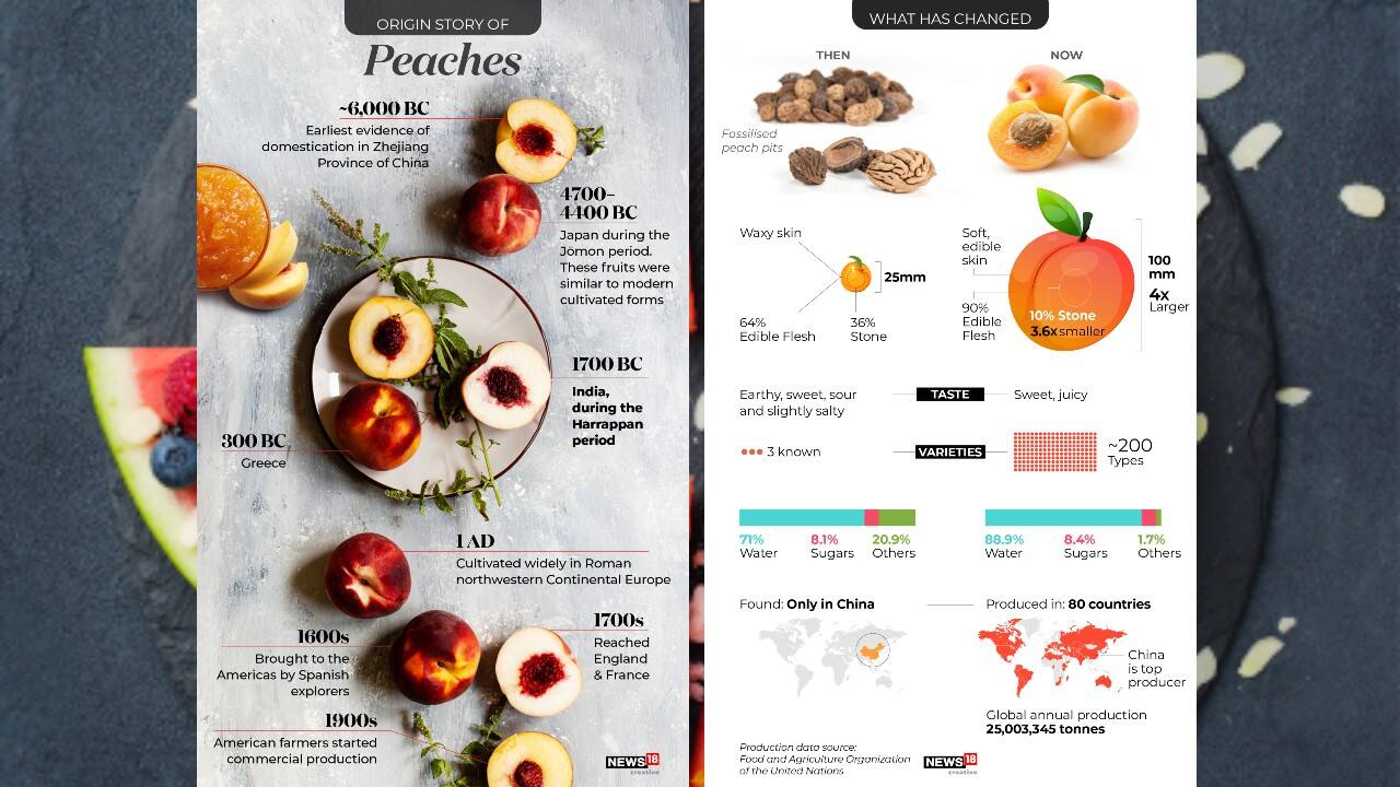 Fruits of Labour A look at how some of the most popular fruits and