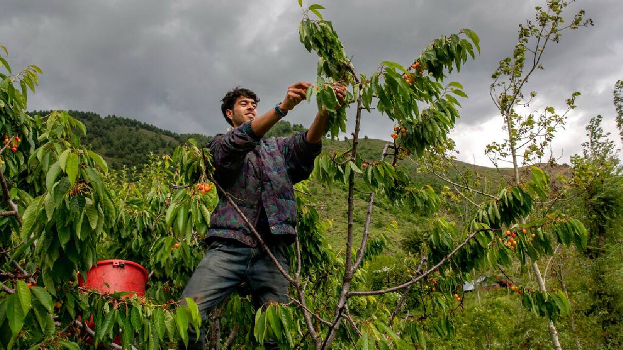 In pics Cherry farming blooms in Kashmir, government to airlift