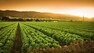 Why are we turning equal-weight on these two fertiliser stocks?