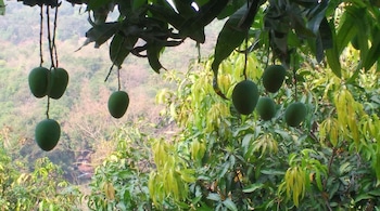 Mango orchards extend over 300,000-plus hectares in the Konkan region, where the mango economy can touch Rs 3,000 crore in a good year.