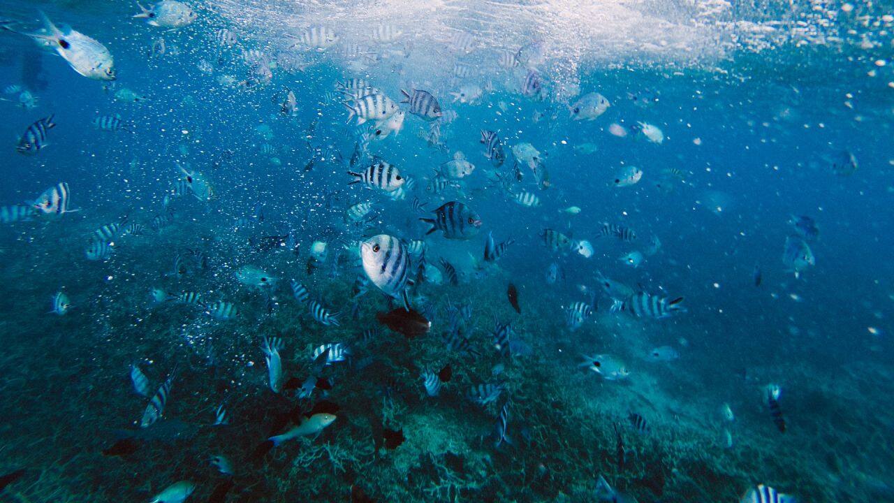 Blue Bay Marine Park, Blue Bay, Mauritius jeremy-wermeille-rI72qDNPCEY-unsplash