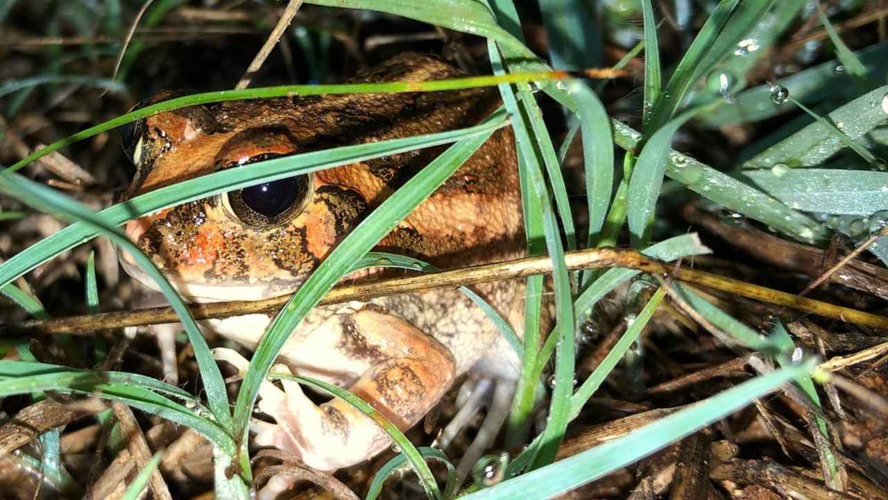 Name: Bengaluru Burrowing Frog Location: Karnataka Type: Amphibian The new frog species was named Sphaerotheca Bengaluru or Bengaluru Burrowing Frog after the silicon city to draw attention to efforts of restoring amphibian habits in the city. (Image: Indian Institute of Science) Name: Bengaluru Burrowing Frog Location: Karnataka Type: Amphibian The new frog species was named Sphaerotheca Bengaluru or Bengaluru Burrowing Frog after the silicon city to draw attention to efforts of restoring amphibian habits in the city. (Image: Indian Institute of Science)