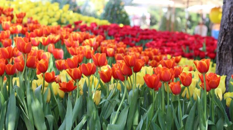 Two Days 100 Florists 1 Million Flowers A Festival Blooms In New York City