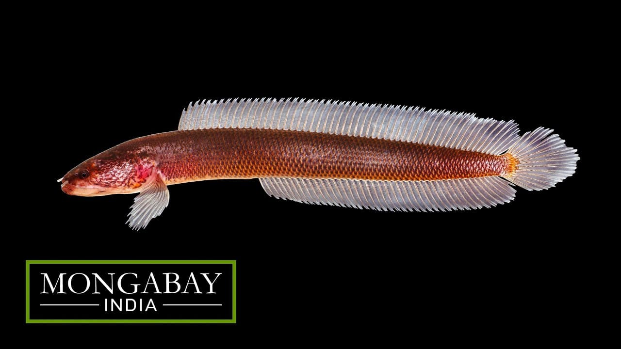 Name: Gollum Snakehead Location: Kerala Type: Fish The Aenigmachanna Gollum or Gollum Snakehead is an aquifer-dwelling dragon snakehead fish that is endemic to Kerala. It possibly evolved more than a 100 million years ago, when dinosaurs walked the Earth. (Image: Mongabay India) Name: Gollum Snakehead Location: Kerala Type: Fish The Aenigmachanna Gollum or Gollum Snakehead is an aquifer-dwelling dragon snakehead fish that is endemic to Kerala. It possibly evolved more than a 100 million years ago, when dinosaurs walked the Earth. (Image: Mongabay India)