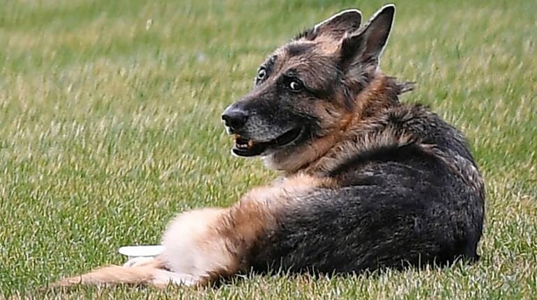 Joe Bidens' older dog, Champ, has died; German shepherd was 13 Joe Bidens' older dog, Champ, has died; German shepherd was 13