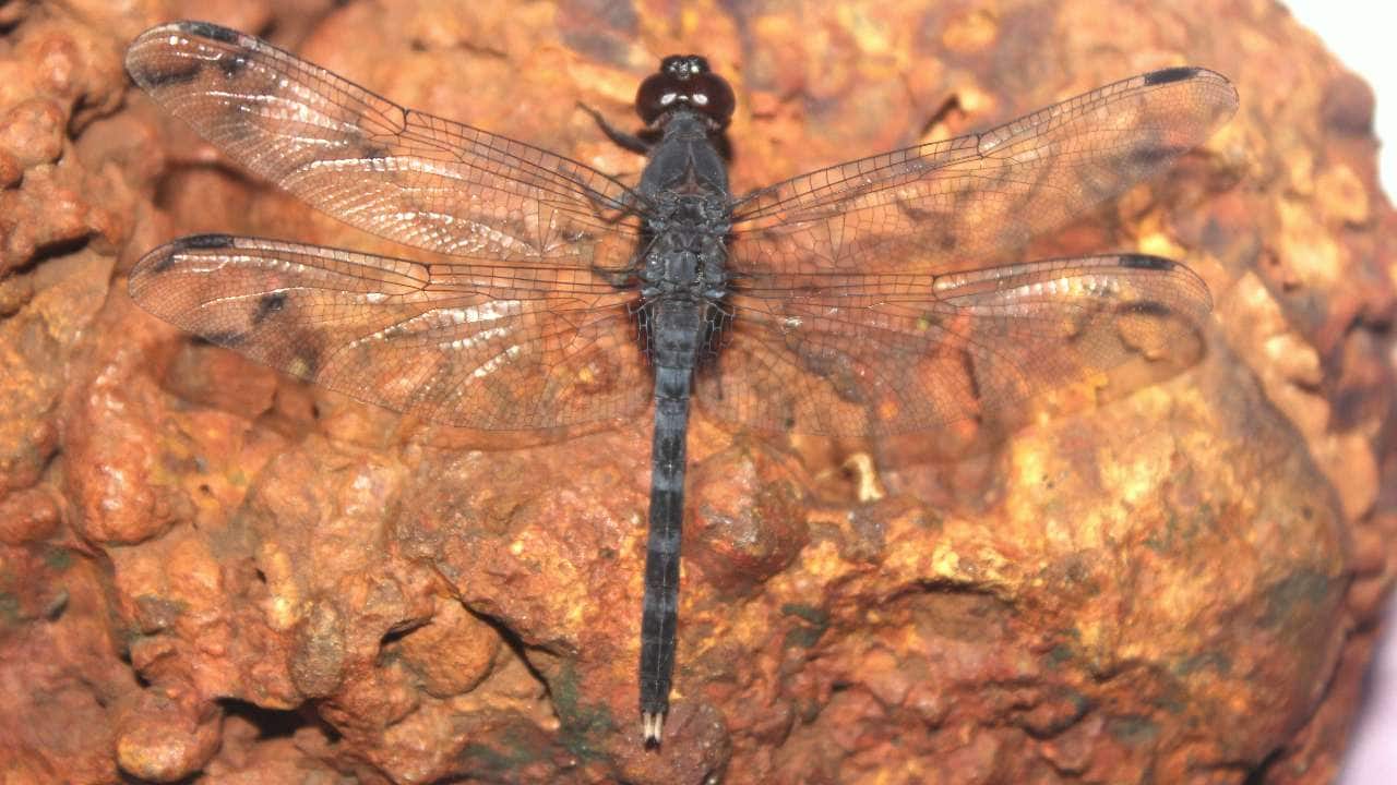 Name: Konkan Rockdweller Location: Maharashtra Type: Insect The Bradinopyga Konkanensis or the ‘Konkan Rockdweller’ is a new species of dragonfly endemic to the Konkan region in Maharashtra was found last year. (Image: Wikimedia) Name: Konkan Rockdweller Location: Maharashtra Type: Insect The Bradinopyga Konkanensis or the ‘Konkan Rockdweller’ is a new species of dragonfly endemic to the Konkan region in Maharashtra was found last year. (Image: Wikimedia)