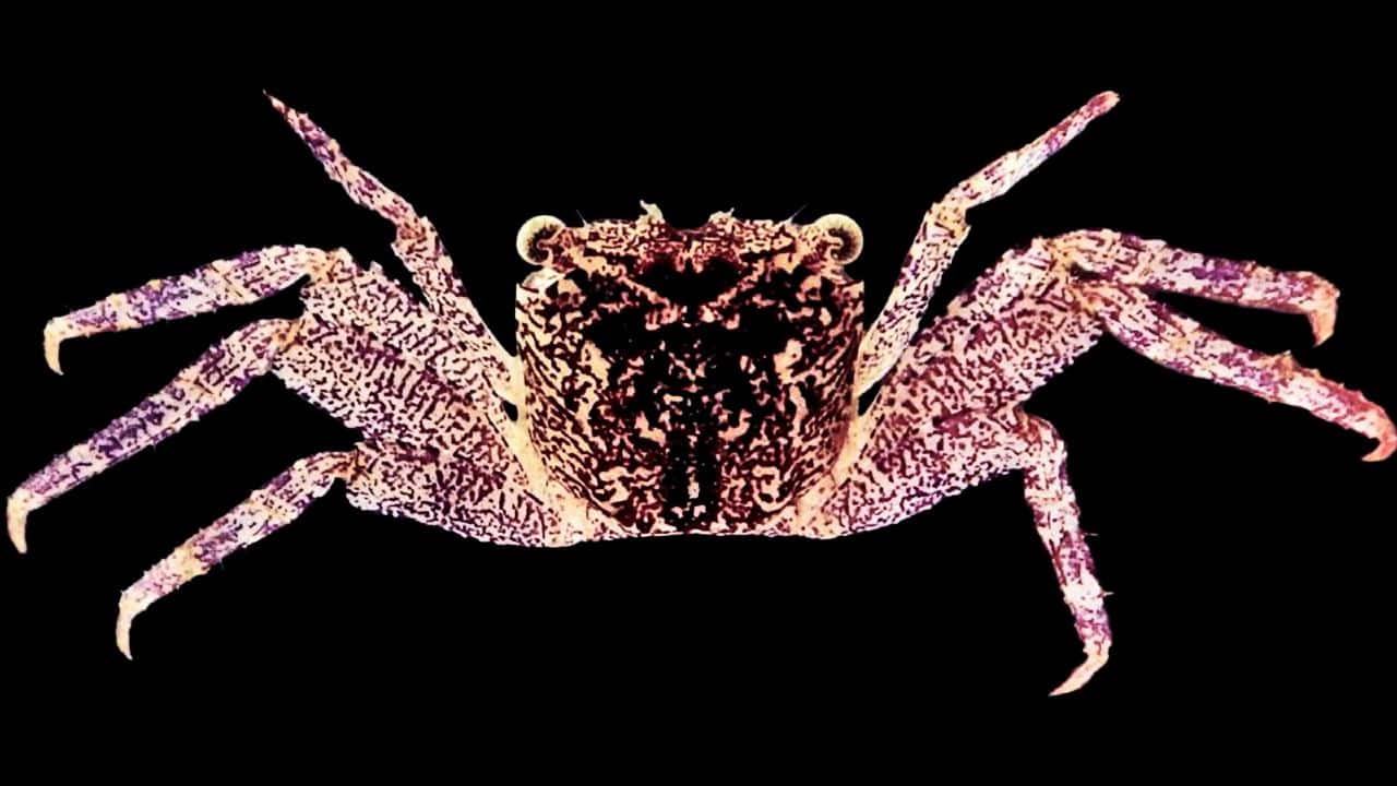 Name: Leptarma Biju Location: Kerala Type: Crustacean The Leptarma Biju is a newly discovered species of tiny purple tree-spider crabs. They were found on the pillars of a bridge near mangroves in Kerala. (Image: Futurity.org/ Abdul Riyas) Name: Leptarma Biju Location: Kerala Type: Crustacean The Leptarma Biju is a newly discovered species of tiny purple tree-spider crabs. They were found on the pillars of a bridge near mangroves in Kerala. (Image: Futurity.org/ Abdul Riyas)