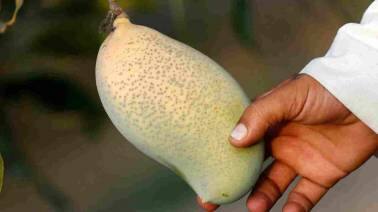 What growing mangoes in Italy tells us about climate change and the future of food