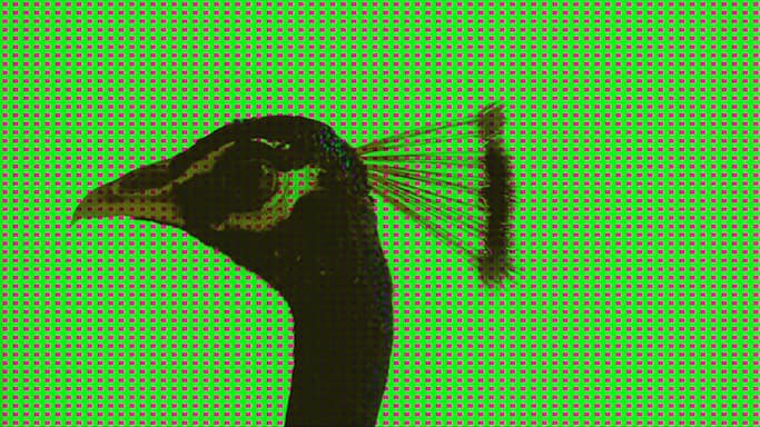 'The Blind Rabbit' is part of the short- and mid-length section of the International Film Festival Rotterdam.