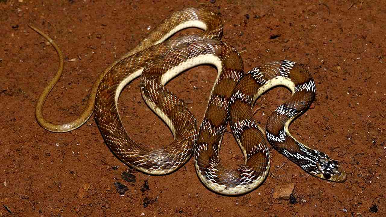 Name: Joseph’s Racer Location: Tamil Nadu Type: Snake A team of international researchers discovered a new species of racer snake from Tuticorin in Tamil Nadu. The new species was named Platyceps Josephi after late herpetologist Naveen Joseph. (Image: Natural History Museum/ Surya Narayanan) Name: Joseph’s Racer Location: Tamil Nadu Type: Snake A team of international researchers discovered a new species of racer snake from Tuticorin in Tamil Nadu. The new species was named Platyceps Josephi after late herpetologist Naveen Joseph. (Image: Natural History Museum/ Surya Narayanan)