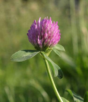 Red Clover (Image: George Chernilevsky via Wikimedia Commons)