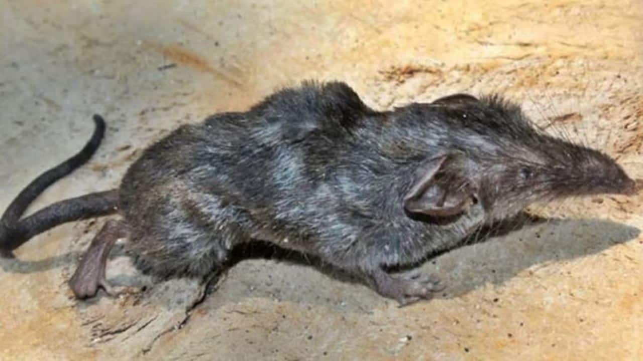 Name: Crocidura Narcondamica Location: Andaman Islands Type: Shrew The shrew Crocidura narcondamica species nova was found in 2021 in the Narcondam volcanic island located in Andaman. This is the first time a shrew was discovered from this volcanic island. (Image: Nature journal) Name: Crocidura Narcondamica Location: Andaman Islands Type: Shrew The shrew Crocidura narcondamica species nova was found in 2021 in the Narcondam volcanic island located in Andaman. This is the first time a shrew was discovered from this volcanic island. (Image: Nature journal)
