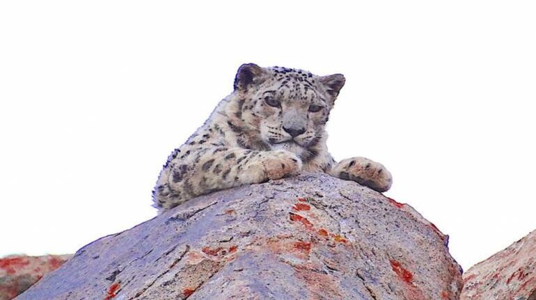 Ladakh pitches for a new state bird and animal after getting union territory status Ladakh pitches for a new state bird and animal after getting union territory status