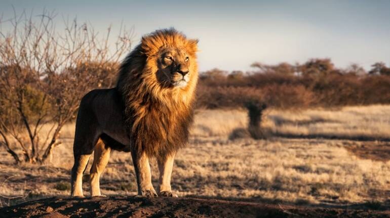 Asiatic lion dies of COVID-19 in Tamil Nadu zoo; second death in a month Asiatic lion dies of COVID-19 in Tamil Nadu zoo; second death in a month