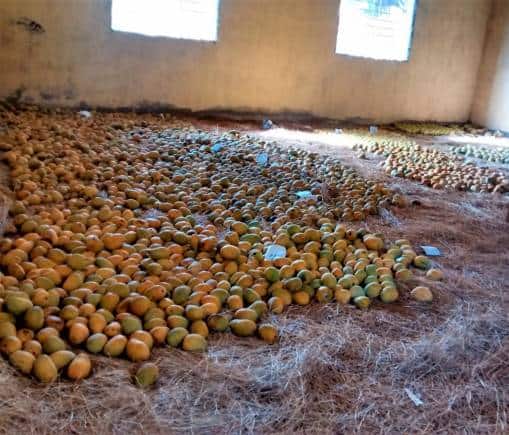 Mangoes destroyed in Cyclone Tauktae.