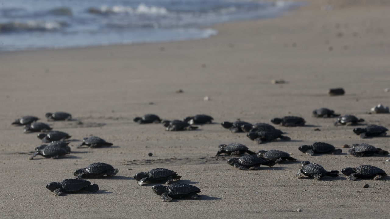 This week in pictures: The most stunning images from Asia