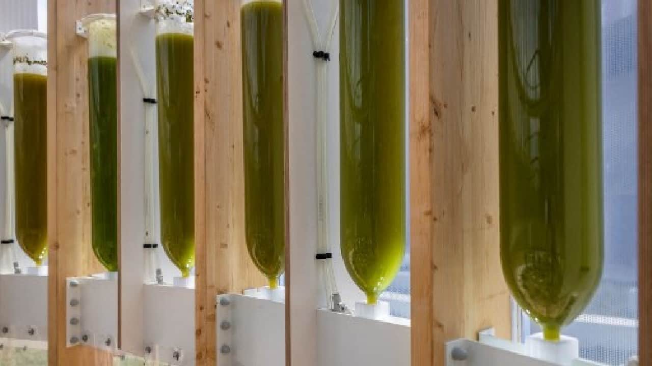 The bubble is outfitted with dozens of glass cylinders containing algae immersed in water that feast on air being pumped in from below. (Image: AFP)