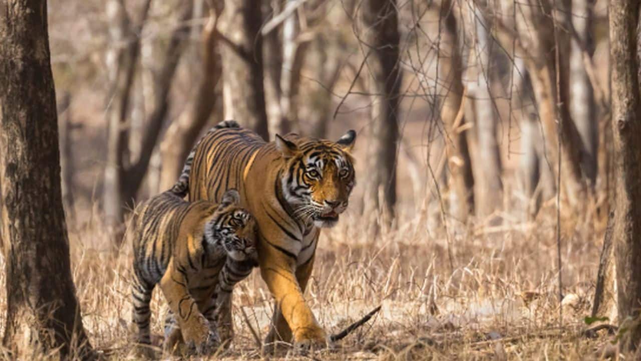 On the third day, Noor frantically searched for her third cub across two small hills. After half an hour of search, she spotted her third cub.