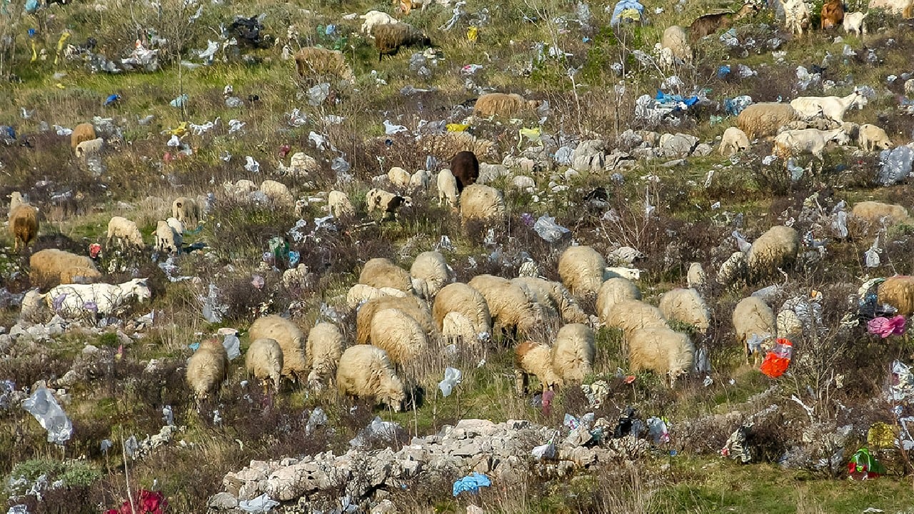 Trash heaps near the Adriatic Sea where the Bura wind spreads plastic waste onto the grazing fields. (Image: Goran Dorić (Croatia) via UN) Trash heaps near the Adriatic Sea where the Bura wind spreads plastic waste onto the grazing fields. (Image: Goran Dorić (Croatia) via UN)