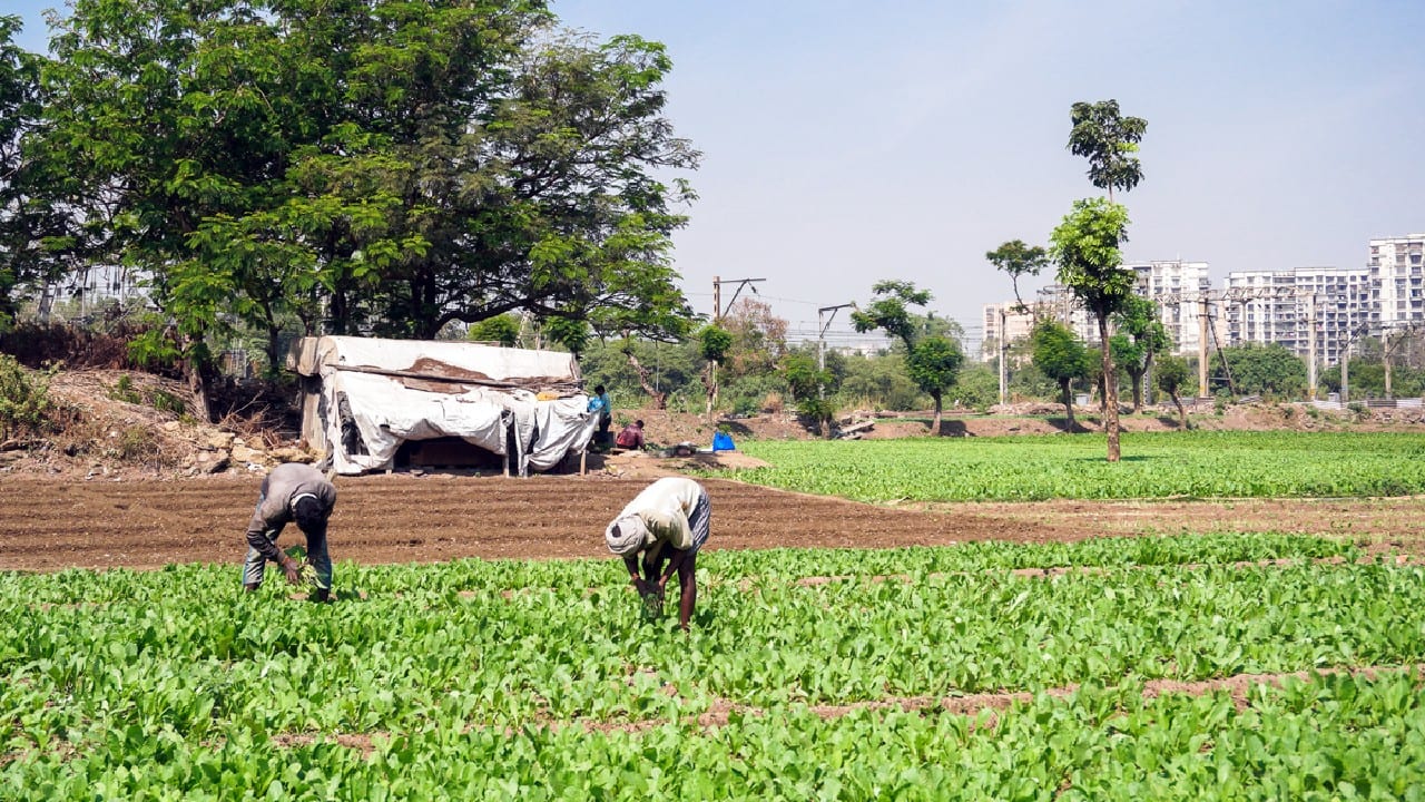 In Pics | Tales Of Mumbai’s Invisible Urban Farmers