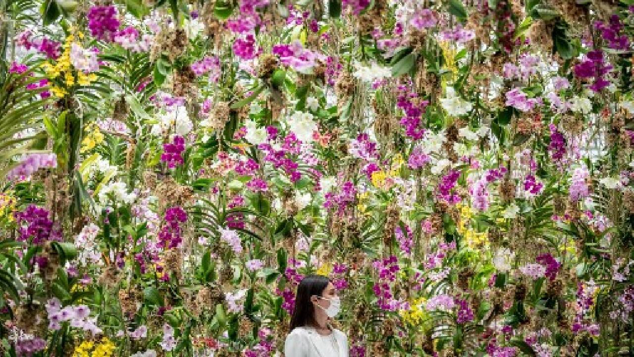 In Pics  Japan's teamLab unveils new garden of 'floating flowers' and  'glowing moss
