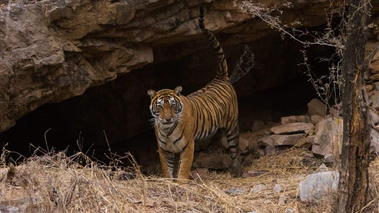 Noor reinforced her territory by spraying some amount of her urine. Another tigress with two cubs had inhabited the same cave an hour ago. The practice of marking it over again and tracing the same path ignited the chances of a territorial fight in the near future.