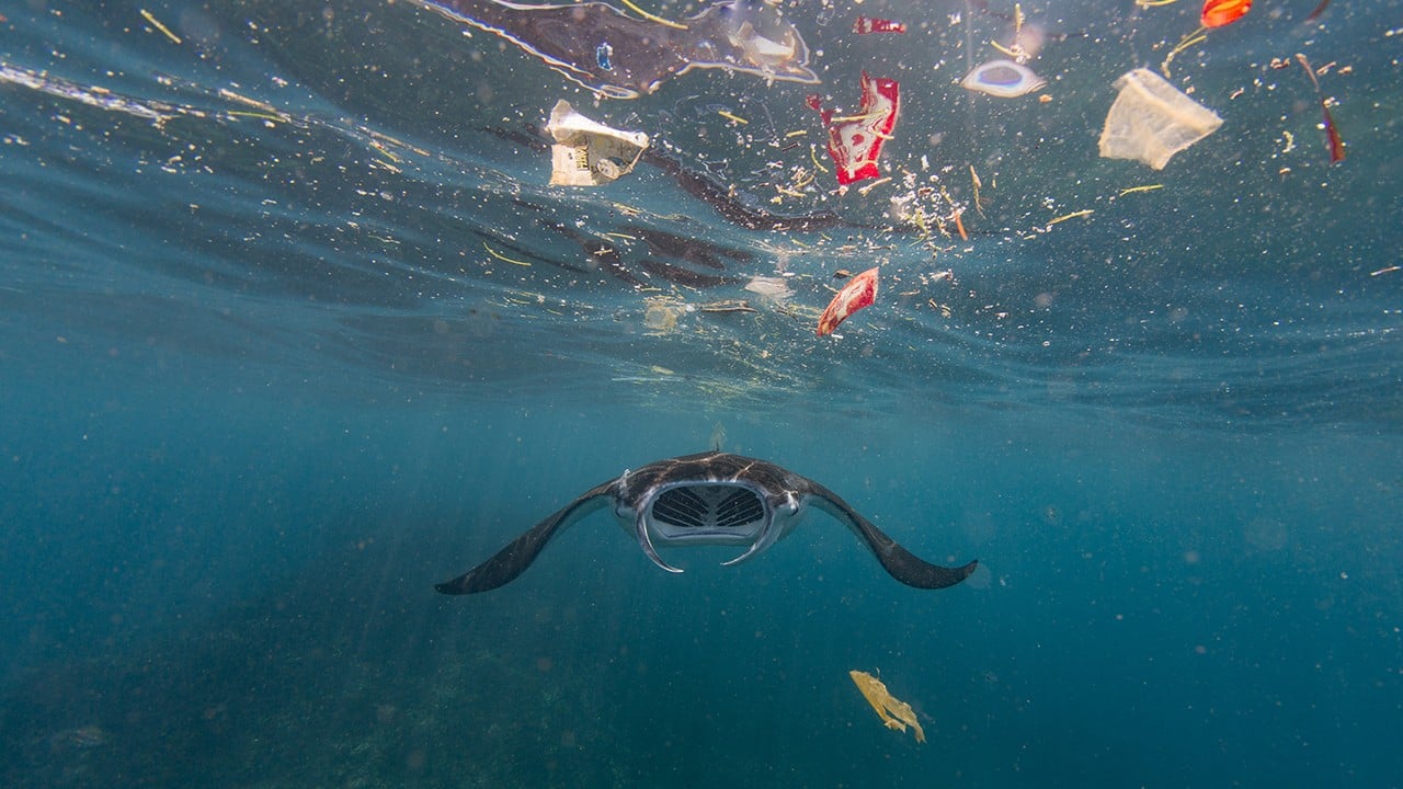 A filter-feeding manta ray attempts to eat amidst the plastic in Bali's Nusa Penida. Recent research has shown that these manta rays ingest as much as 137 pieces of plastic an hour, which exposes their population to unknown long-term risks. (Image: Vincent Kneefel (The Netherlands) via UN) A filter-feeding manta ray attempts to eat amidst the plastic in Bali's Nusa Penida. Recent research has shown that these manta rays ingest as much as 137 pieces of plastic an hour, which exposes their population to unknown long-term risks. (Image: Vincent Kneefel (The Netherlands) via UN)