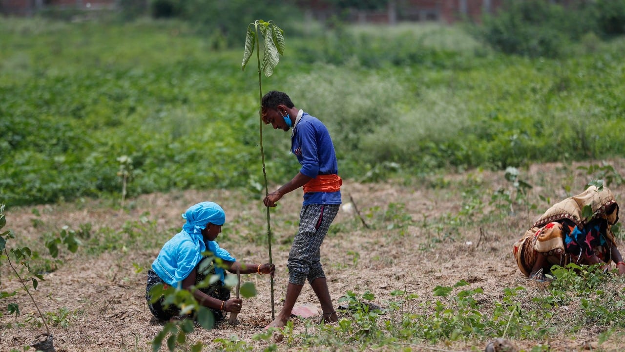 In pics | Indians plant 250 million saplings as part of mass tree ...